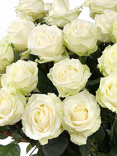 White Roses