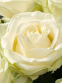 White Roses