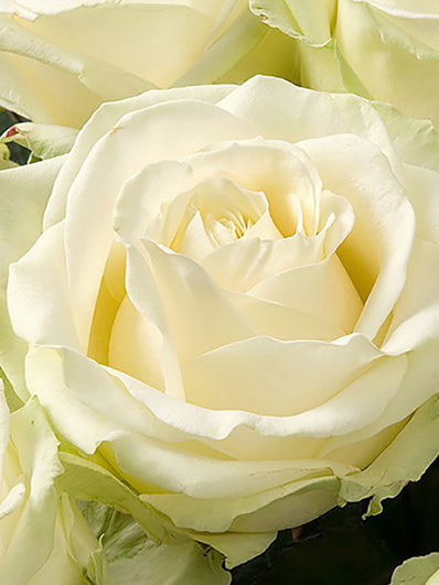 White Roses