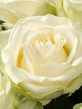 White Roses