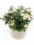 Marguerites