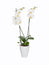 White orchid